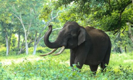 235 Unique Names for Elephants: A Compelling List