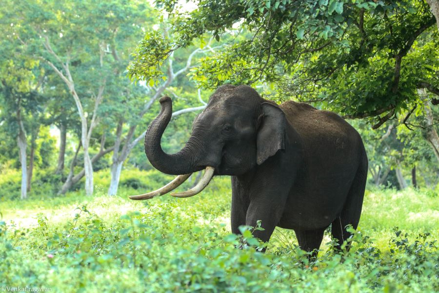 235 Unique Names for Elephants: A Compelling List