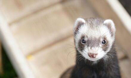 260 Unique Names for Ferrets: A Distinctive Collection of Unique Names for Ferrets