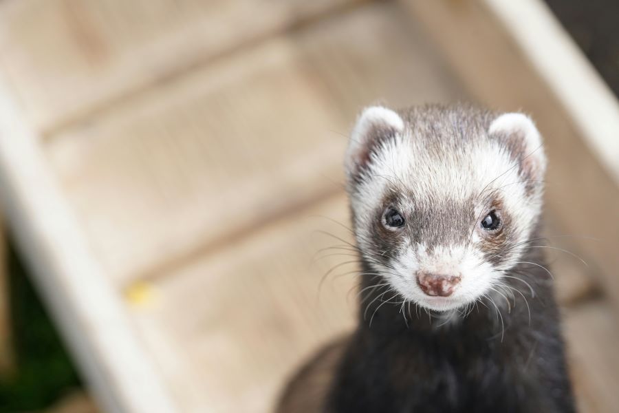 260 Unique Names for Ferrets: A Distinctive Collection of Unique Names for Ferrets