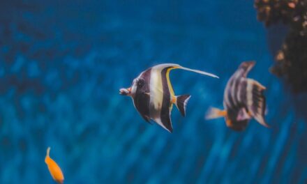 235 Unique Names for Koi Fish: A Comprehensive List for Enthusiasts