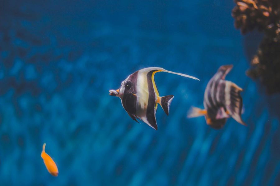 235 Unique Names for Koi Fish: A Comprehensive List for Enthusiasts