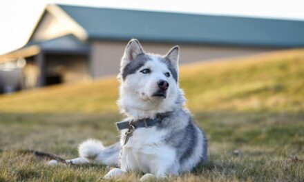 235 Unique Names for Huskies: A Handpicked Compilation for Your Companion