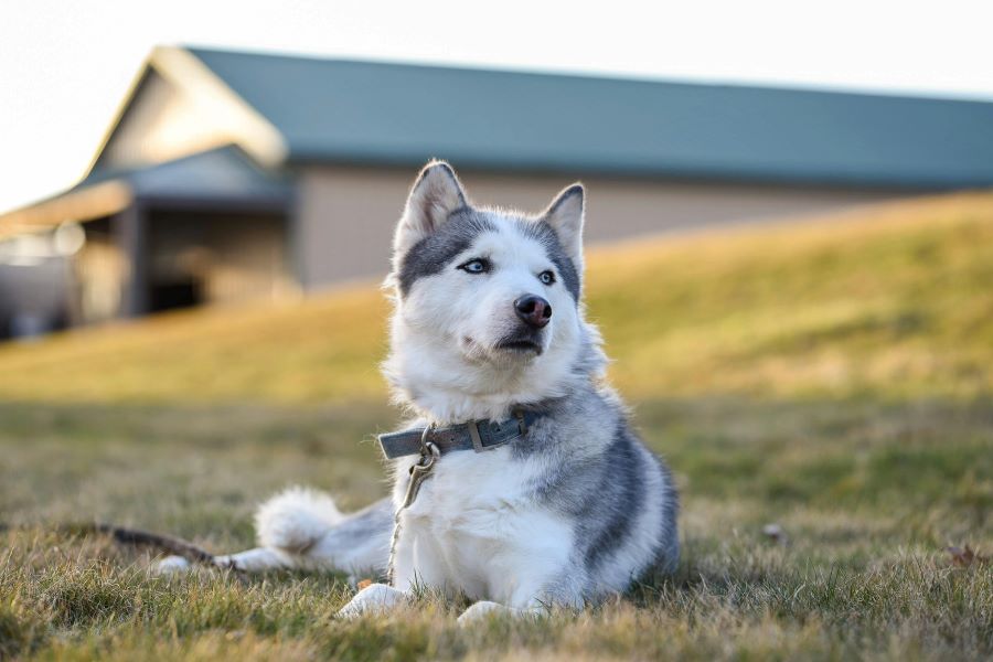 235 Unique Names for Huskies: A Handpicked Compilation for Your Companion