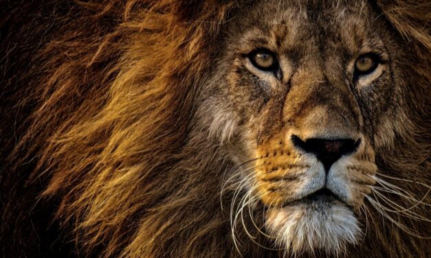 235 Unique Names for Lions: A Compelling List