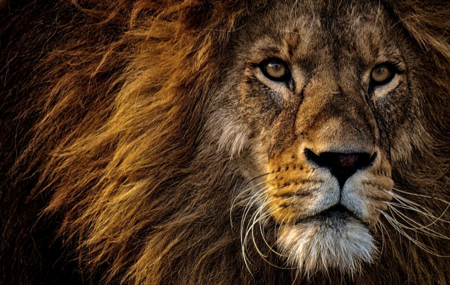 235 Unique Names for Lions: A Compelling List