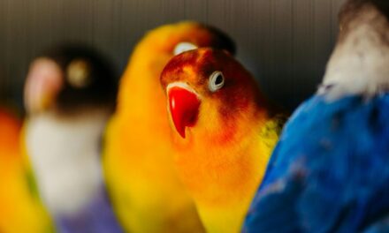 235 Unique Names for Love Birds Couple: A Compelling List for Inspiring Pairings