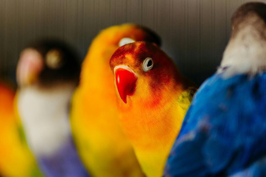 235 Unique Names for Love Birds Couple: A Compelling List for Inspiring Pairings