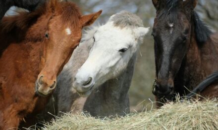 235 Unique Names for Mares: A Comprehensive Collection