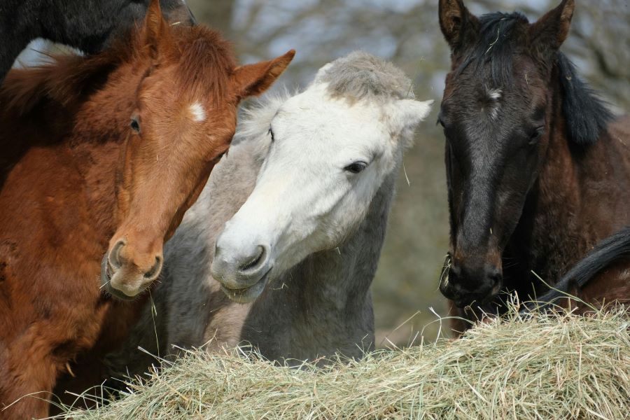 235 Unique Names for Mares: A Comprehensive Collection