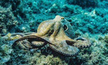 270 Unique Names for Octopus: A Comprehensive Name Guide Featuring Unique Names for Octopus