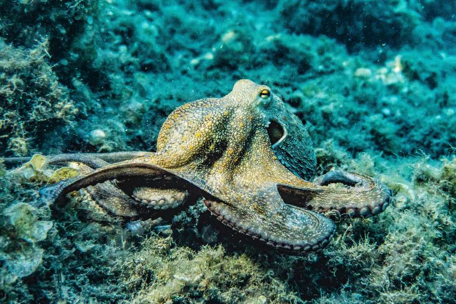 270 Unique Names for Octopus: A Comprehensive Name Guide Featuring Unique Names for Octopus
