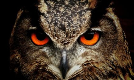 265 Unique Names for Owls: An Exceptional Compiled List