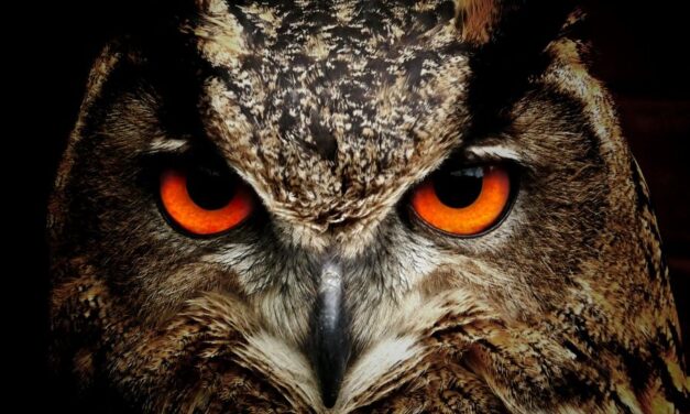 265 Unique Names for Owls: An Exceptional Compiled List