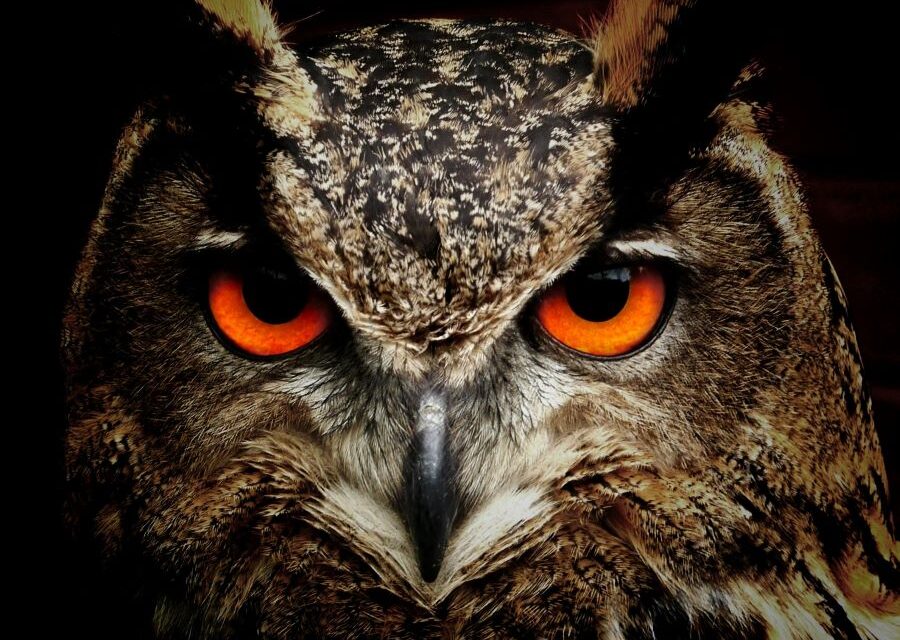 265 Unique Names for Owls: An Exceptional Compiled List