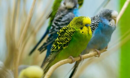235 Unique Names for Parakeets: A Compelling List Tailored for Your Feathered Friends