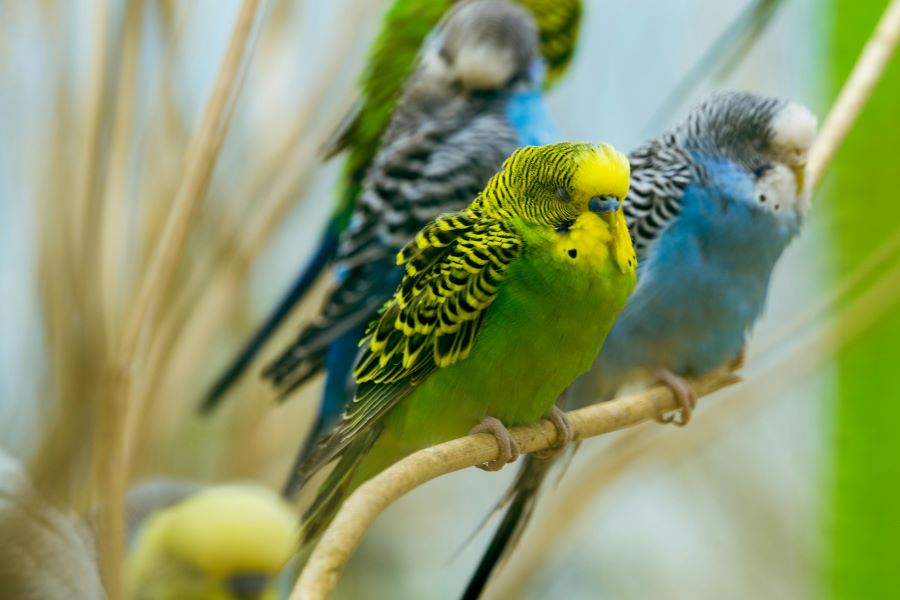 235 Unique Names for Parakeets: A Compelling List Tailored for Your Feathered Friends