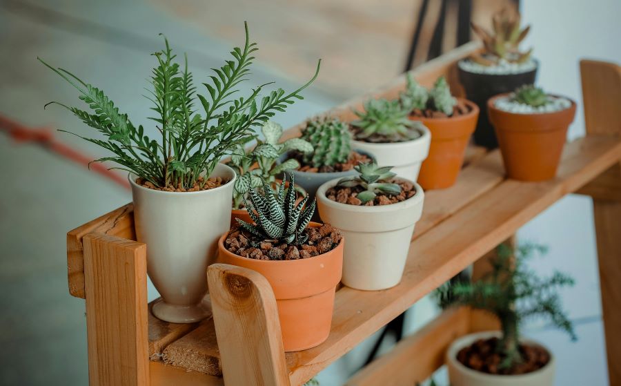 302 Unique Names for Plants: A Curated Collection