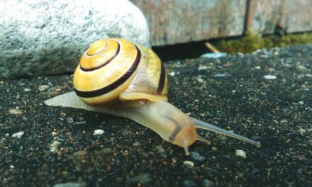 235 Unique Names for Snails: A Comprehensive and Creative List