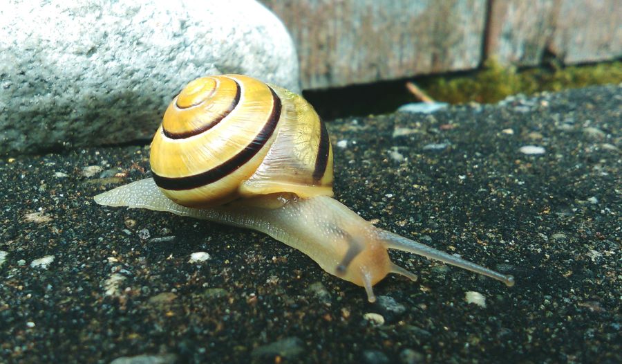 235 Unique Names for Snails: A Comprehensive and Creative List