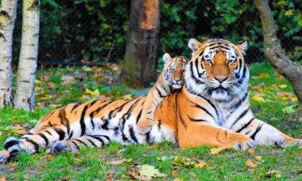 270 Unique Names for Yellow Animals: A Collection of Unique Names for Yellow Animals