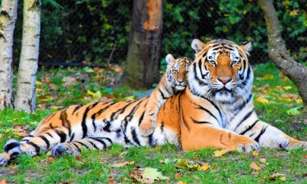310 Unique Names for Tigers: An Exclusive Collection