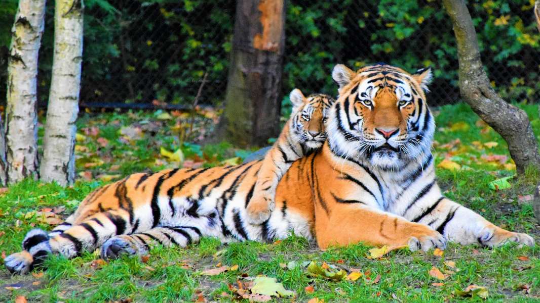270 Unique Names for Yellow Animals: A Collection of Unique Names for Yellow Animals