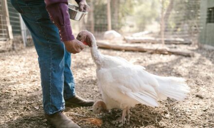 235 Unique Names for Turkeys: A Curated Collection for Every Personality