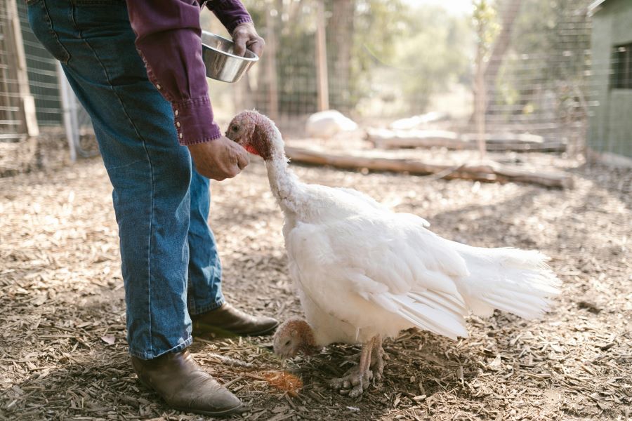 235 Unique Names for Turkeys: A Curated Collection for Every Personality