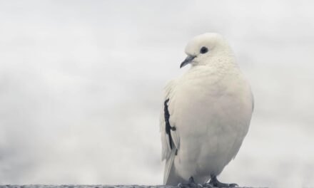 235 Unique Names for White Birds: A Compelling List of Unique Names for White Birds