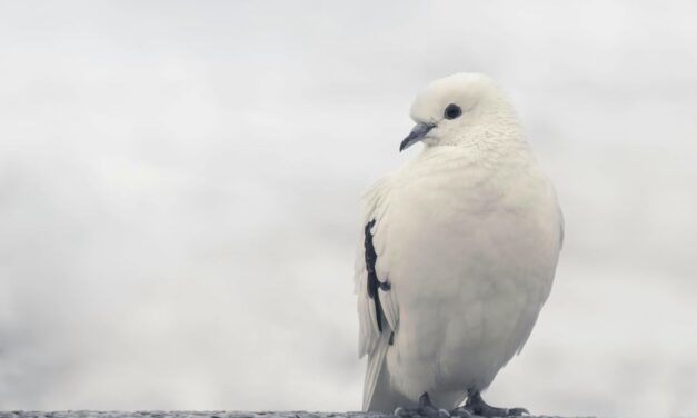 235 Unique Names for White Birds: A Compelling List of Unique Names for White Birds