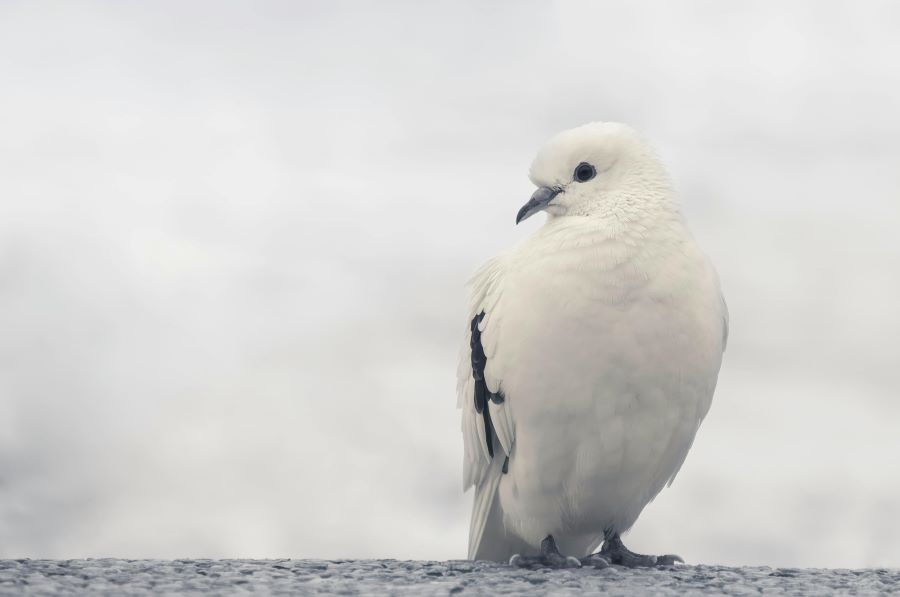 235 Unique Names for White Birds: A Compelling List of Unique Names for White Birds