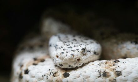 235 Unique Names for White Snakes: A Comprehensive List That Captivates