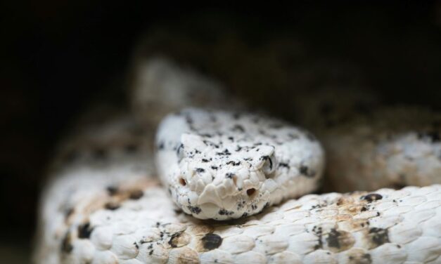 235 Unique Names for White Snakes: A Comprehensive List That Captivates