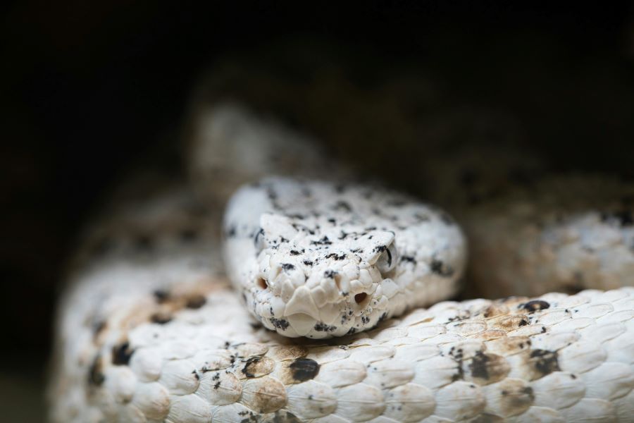 235 Unique Names for White Snakes: A Comprehensive List That Captivates