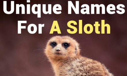 235 Unique Names for Girls: A Compelling List of Unique Names for a Sloth and 243 Unique Names for Boys: Your Preferred List