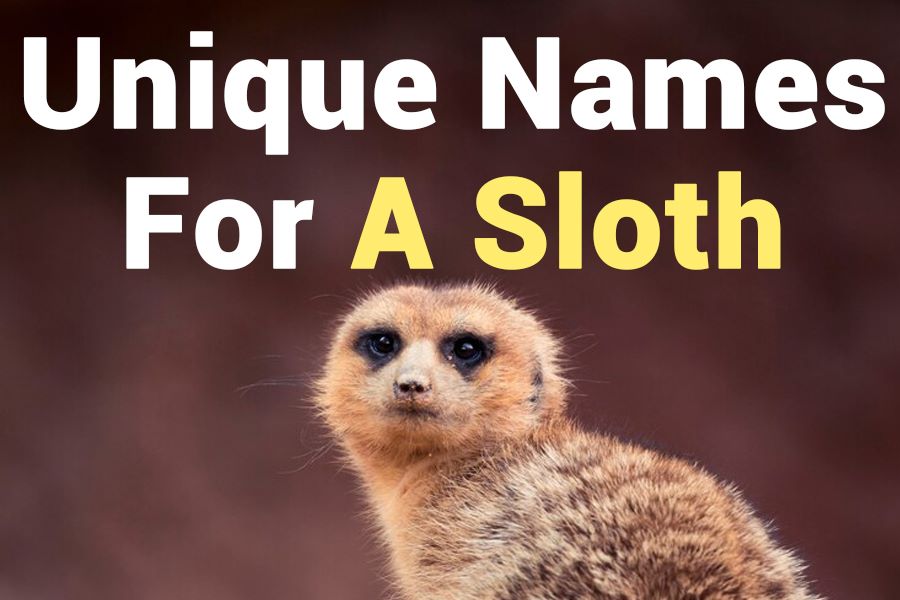 235 Unique Names for Girls: A Compelling List of Unique Names for a Sloth and 243 Unique Names for Boys: Your Preferred List
