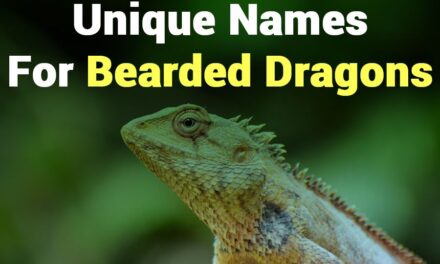 265 Unique Names for Bearded Dragons: A Comprehensive List for Your Beloved Pets