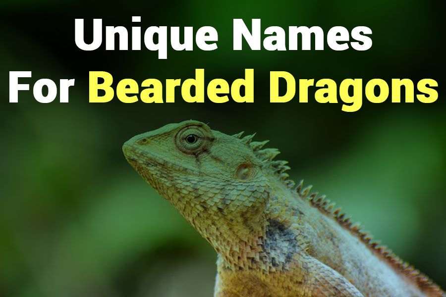 265 Unique Names for Bearded Dragons: A Comprehensive List for Your Beloved Pets