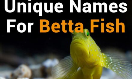260 Unique Names for Betta Fish: A Practical List