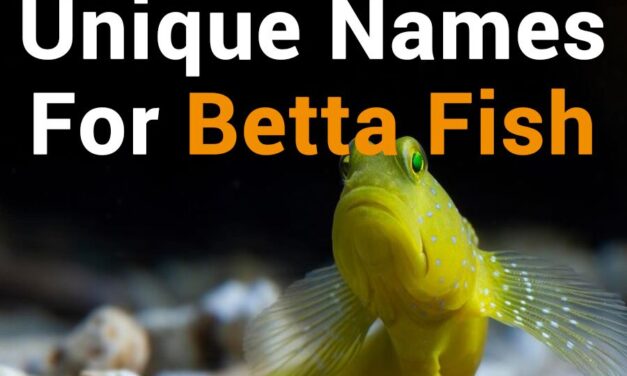 260 Unique Names for Betta Fish: A Practical List