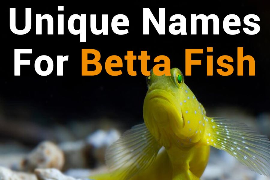 260 Unique Names for Betta Fish: A Practical List