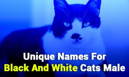 243 Unique Names for Black and White Cats Male: A Preferred List for Classy Feline Companions