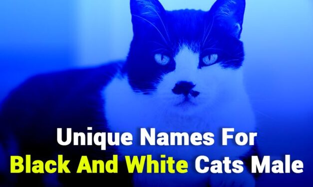243 Unique Names for Black and White Cats Male: A Preferred List for Classy Feline Companions