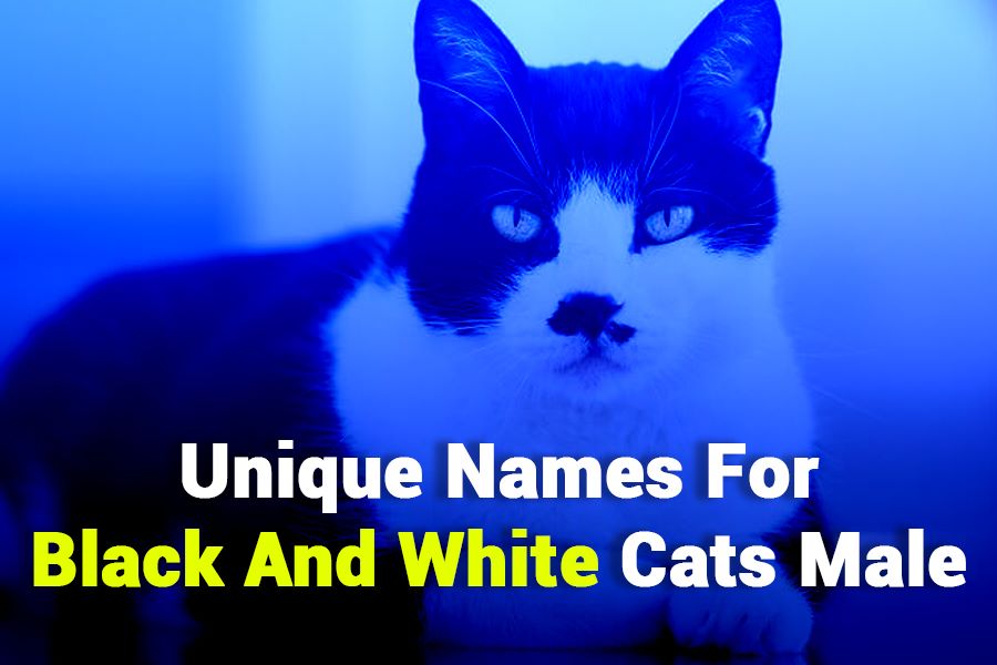 243 Unique Names for Black and White Cats Male: A Preferred List for Classy Feline Companions