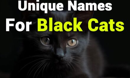 235 Unique Names for Black Cats: A Captivating Compendium of Creative Choices