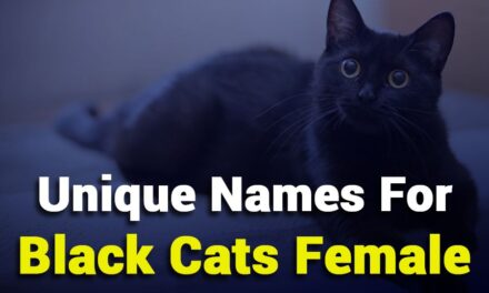 235 Unique Names for Black Cats Female: A Compelling List