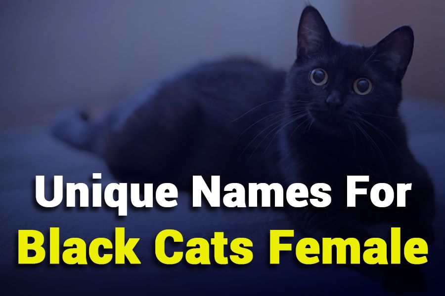 235 Unique Names for Black Cats Female: A Compelling List