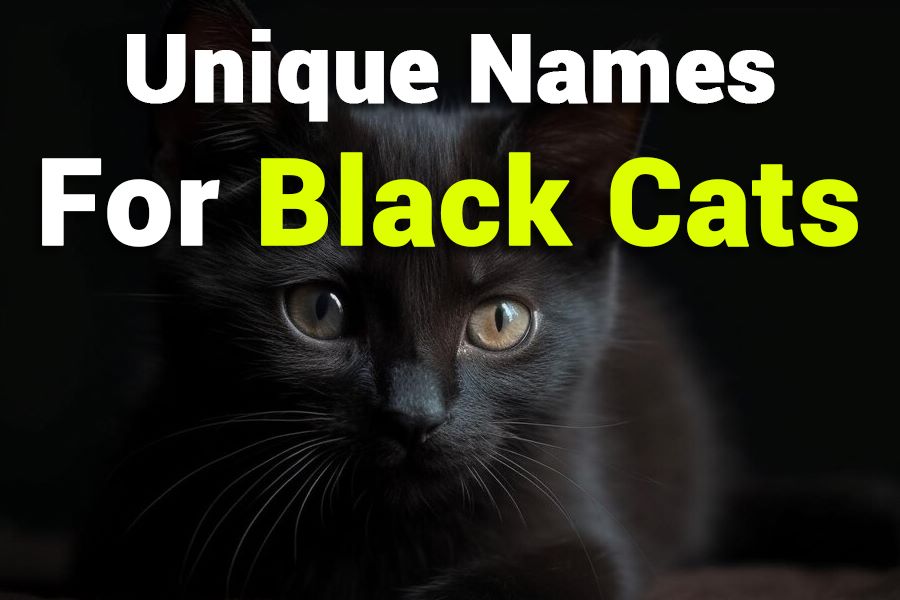 235 Unique Names for Black Cats: A Captivating Compendium of Creative Choices