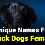 235 Unique Names for Female Dogs: A Compelling List